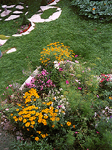 Arial View of Perennial Garden