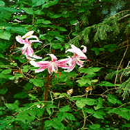 Pretty Lillies