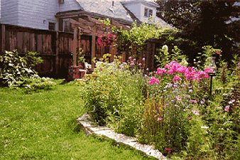 Phlox in the Perennial Garden