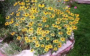 Black-Eyed Susans